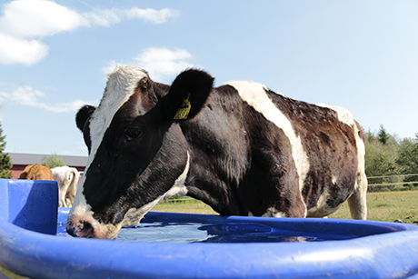 Hieho Aittomäentila Hieho Aittomäentila