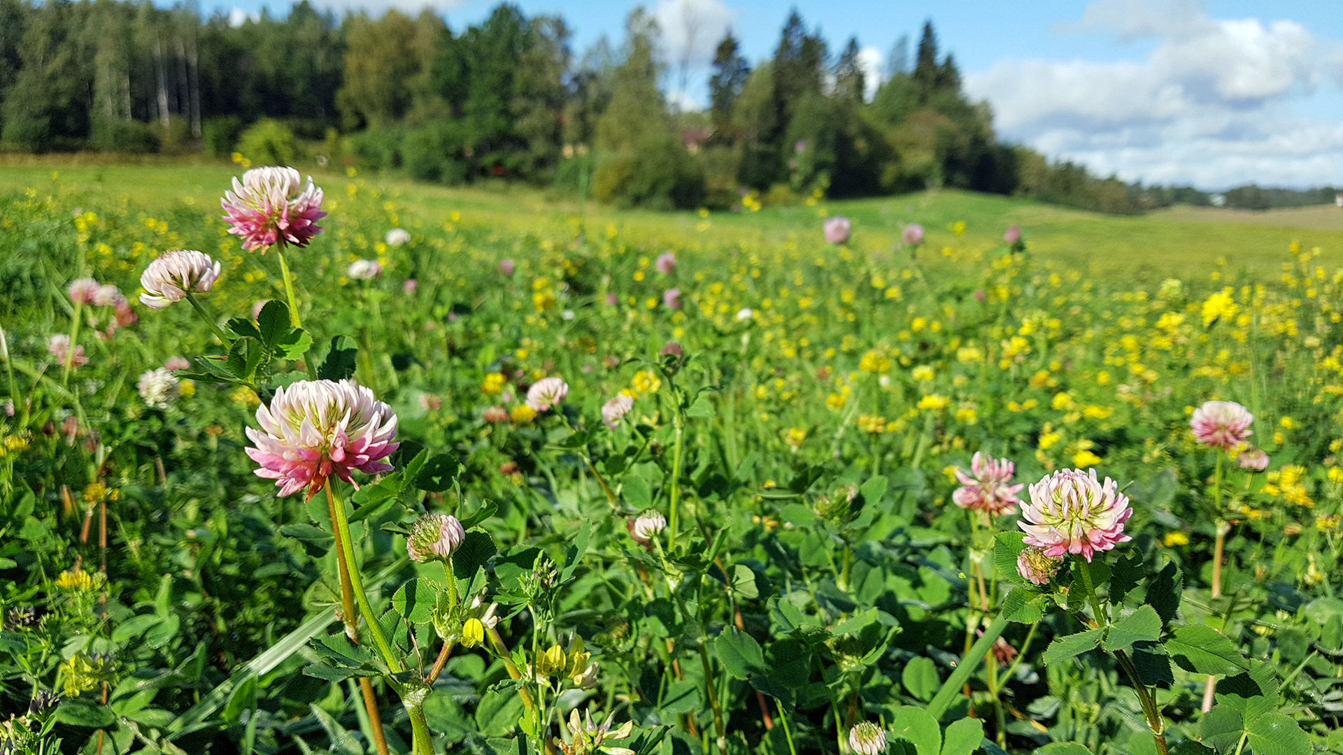 “Carbon farming as a market how should it be configured” event