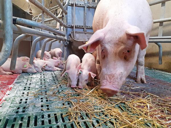 Emakoilla on tilaa liikkua, imettää ja seurustella pikkupossujen kanssa vapaasti. Kuva Vilja Hukkinen.