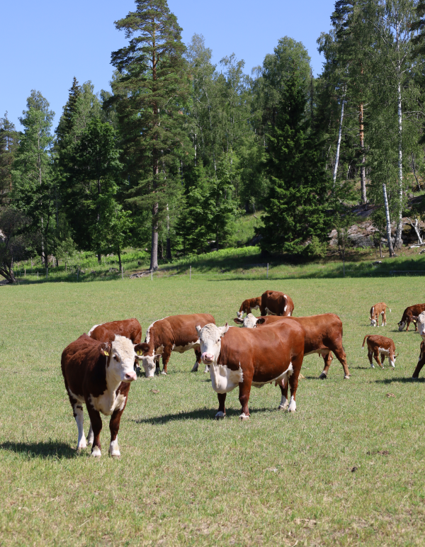 MTK kirjelmöi ministeriötä metsäkatoasetuksesta: Valtion annettava ...
