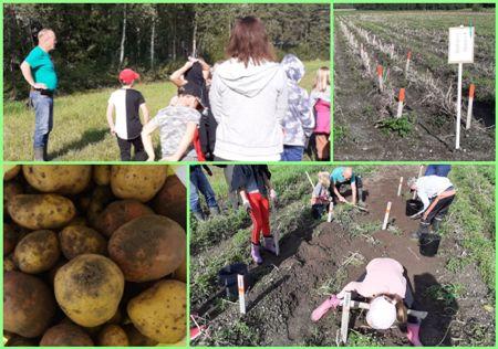 Elokuussa 2023 oppilaille järjestettiin retki perunannostoon. Oppilaiden keväällä istuttamat perunat olivat kasvaneet hyvin ja jokainen oppilas sai kuokkimistyön tuloksena kassillisen perunoita kotiin vietäväksi.