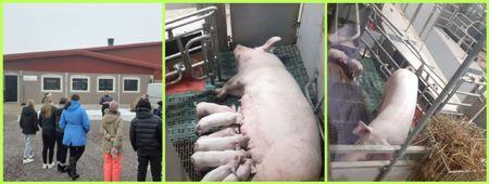 Maaliskuussa 2024 pääsivät Pirteän porsaan showroomissa näkemään emakoiden ja porsaiden aamupäivän touhuja.  Isäntä Jari Kaskinen vastaili oppilaiden kysymyksiin sekä kertoi tilan toiminnasta ja eläimistä.