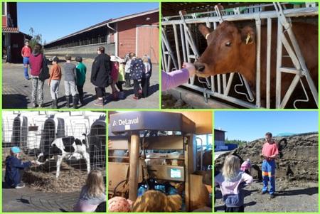 Toukokuussa oppilaat tutustuivat maitotilalle. Tilalla päästiin näkemään lähietäisyydeltä lehmiä ja vasikoita sekä seuraamaan lypsyä robotilla. Samalla kuultiin isäntä Juha-Matti Suomiselta lehmän elämästä vasikasta lypsäväksi, lehmän ruokinnasta ja hoidosta sekä maidon matkasta meijeriin ja edelleen tuotteiden valmistukseen ja kauppoihin.