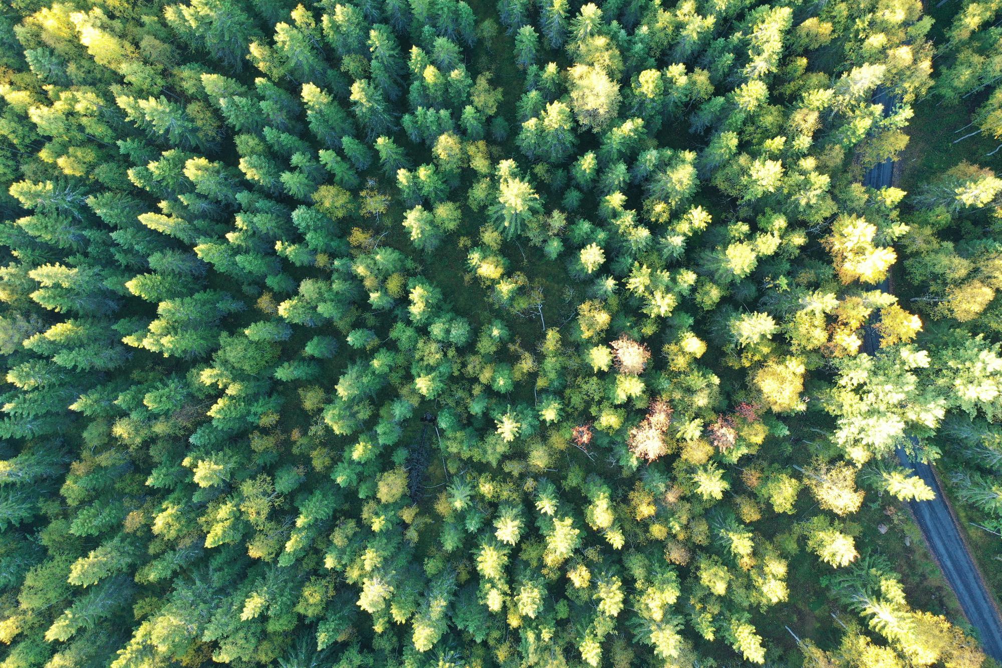 EU Roadmap Accelerates the Development of Nature Credits – MTK Offers a ...