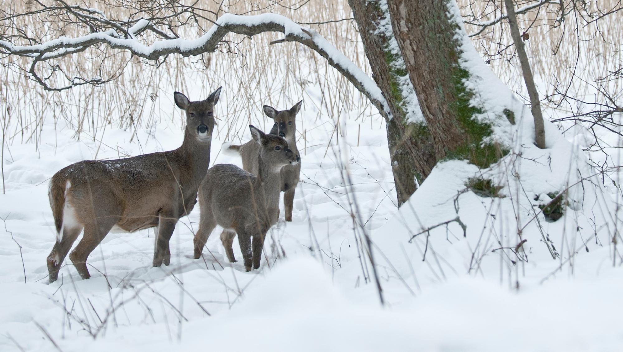 Kuva: Heikki Willamo