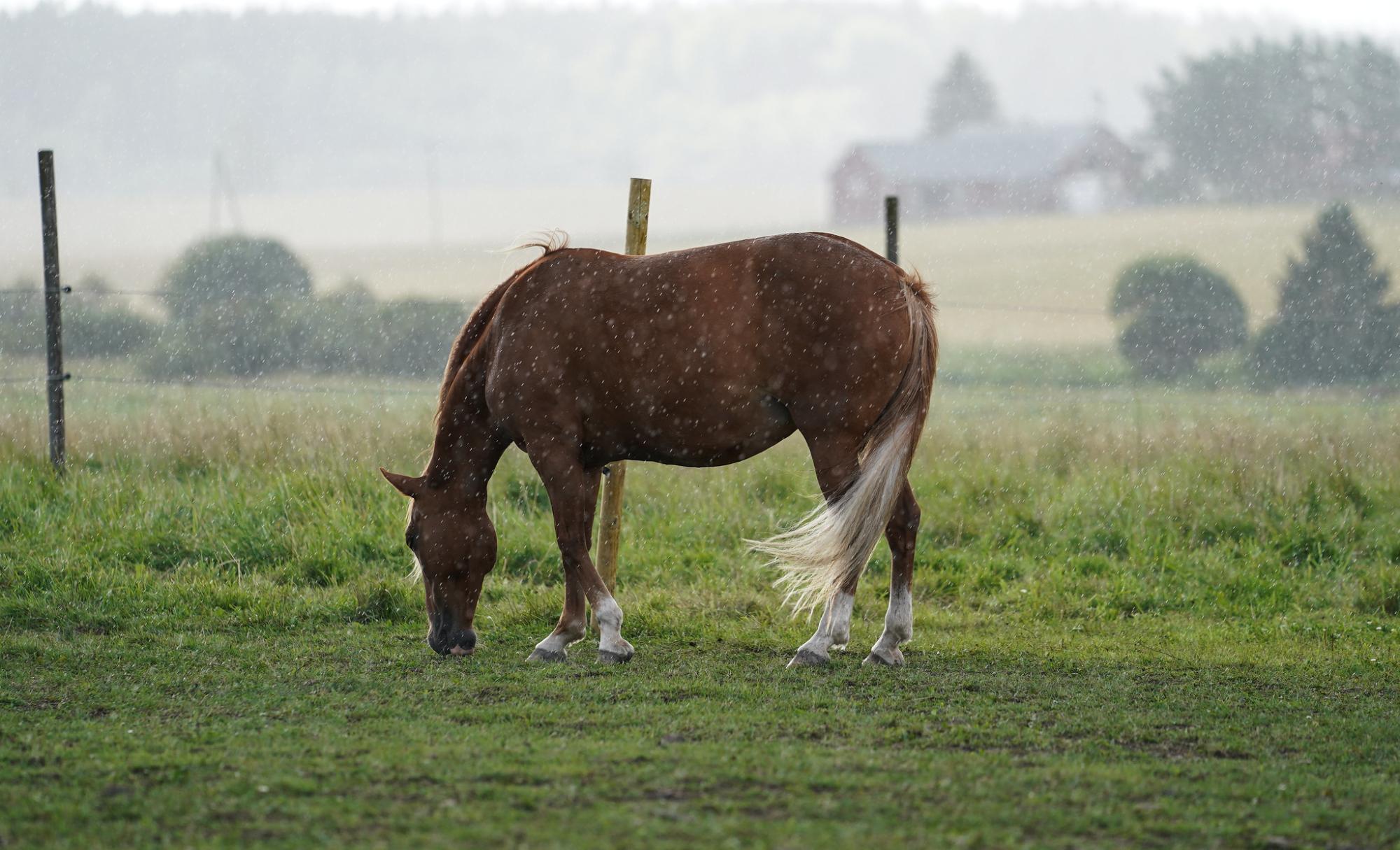 Kuva: Hippos / Ville Vuorinen