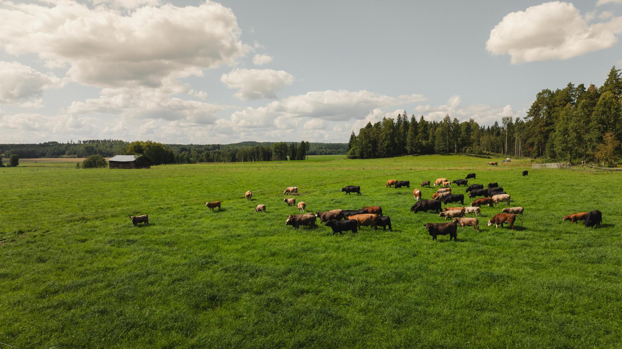 Hirvilammen luomu.