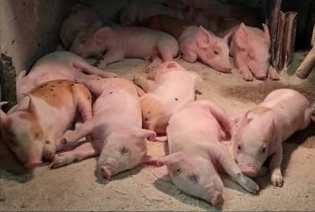 Huhtikuussa 2022 oppilaat saivat tutustua paikalliseen sikatilaan ensin PowerPoint-esityksestä ja sen jälkeen he pääsivät tutustumaan sikalaan live-yhteydellä. Vierailu sikalaan sujui näinkin oikein hyvin ja isäntä sekä emäntä saivat monenlaisia kysymyksiä vastattavakseen.  Aiemmin keväällä oppilaat tutustutettiin maatilojen talveen sekä lahjoitettiin heille MTK:n Puuhakirjat.