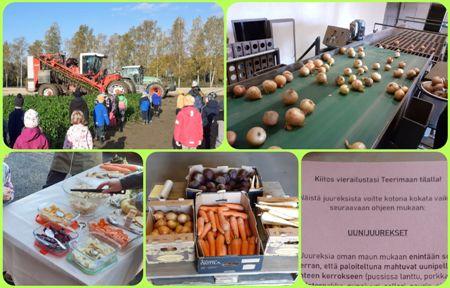 Syyskuussa 2022 vihannestilan pellolla tutustuttiin kasvin kasvuun, nostokoneeseen sekä seurattiin palsternakan nostotyötä. Vihannesvarastolla oppilaat tutustuivat vihannesten varastointiin, työkoneisiin sekä pääsivät itse lajittelemaan sipulia. Lisäksi tutustuttiin juureksiin näkö-, haju-, tunto- ja makuaistein. Kotiin viemiseksi oppilaat saivat kukin pussillisen Vihannes-Laitilan lahjoittamia juureksia sekä ohjeen uunijuuresten tekoon. 