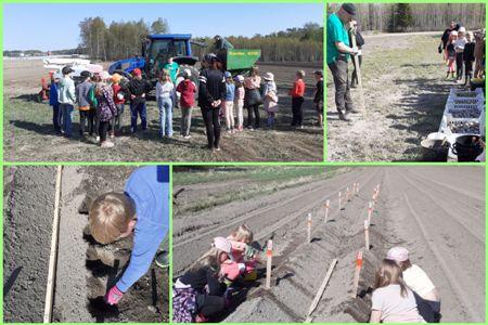 Toukokuussa 2023 oppilaat pääsivät Väättästen perunatilalle istuttamaan perunoita. Vierailun alussa isäntä kertoi perunanviljelystä ja lajikkeista sekä nähtiin perunanistutusta koneella. Oppilaat valitsivat Annabellesta ja Bellarosasta siemenperunansa, jotka jokainen istutti nimellään varustettuun sängen pätkään.